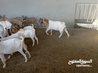  12 ماعز خليط موجود كمية