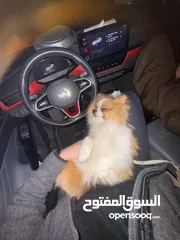  1 كلب بومرينيان عمرو سنة و3اشهر مدرب معو اثباتو ويوجد به طفرة بعينو