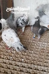  3 جواز شغالات عدد 6 جواز