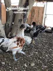  3 الدجاج السلطاني