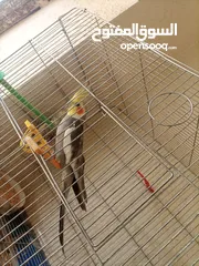  3 جوز كوكتيل