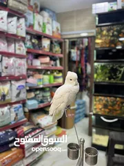  11 كوكاتو غوفن سوبر جامبو ررراقص أليف جدا تم تنزيل السعر لل370 وتمديد العرض  لاول ايام العيد تابع الوصف