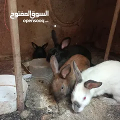  3 ارانب بلدي وفرنسي ذكريني وثلاث اناثي وفرخ