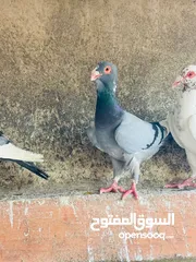  10 حمام انواع نخب اول معاكيف وبغدادي وابلق