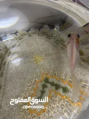  4 سمك للتبديل من سلحفاه برمائيه