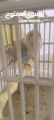  2 طائر الروز ازرق