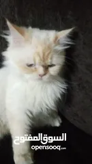 1 قطه حامل مش ضايل لها شي و بتولد عمرها سنه ونص