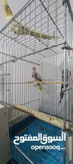  5 كوكتيل  واحد وايت فيس