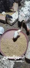  2 فراخ هندي رقد
