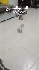  7 2 قطط ذكور للتبني