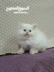  2 Persian kitten