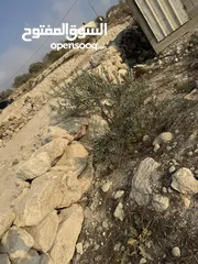  3 ارض للبيع(عقار)