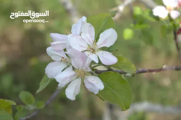  15 كاميرا canon eos 1200D فل hd بحالة ممتازة جدا للبيع بسعر مغري مع كامل مستلزماتها + هدايا عديدة