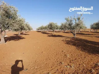  5 مادبا ماعين ارض زراعية مميزة عليها مزرعة زيتون جاهزة واصل جميع الخدمات مساحتها 4500 م