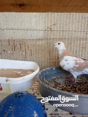  3 متاح زوج فخاتي