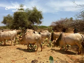  1 Top Live Somali cows