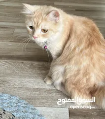  2 قطة شيرازيه عمرها 9 اشهر