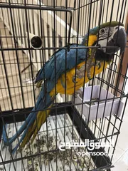  1 Macaw talking parrot ببغاء المكاو