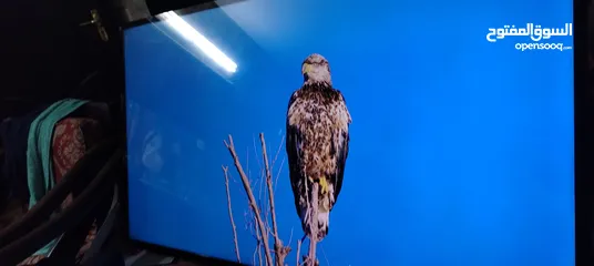  4 شاشه جي جارد 50 سمارت