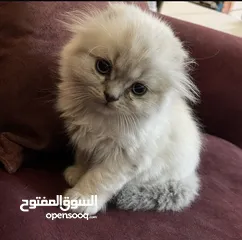  3 سكوتش فولد و مكس سكوتش فولد x هملايا