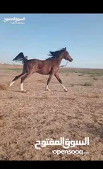  3 مهر عربي دم سورية نخب اول دم صافيه