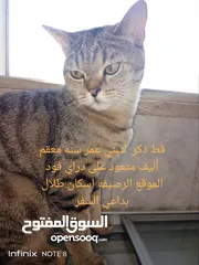  1 قط للتبني يحب الأطفال لعوب ولطيف