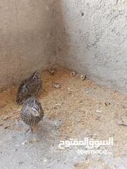  9 فربات للبيع ....