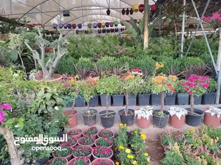  22 جميع أنواع الأشجار ( أشجار زينة - أشجار مثمرة )
