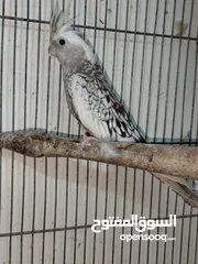  2 جوز كوكتيل وايت فيس شغال
