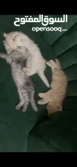  4 Pure Persian kittens