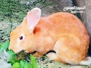  20 ارانب للبيع ثلاثه ذكرين وانثى الماني