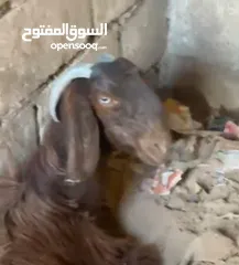  2 صلي على النبي  ماشاء الله شغل حليب  4 معزا 3 ثنايا 1رباعيه السعر 600