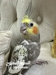  1 Female cocktail bird