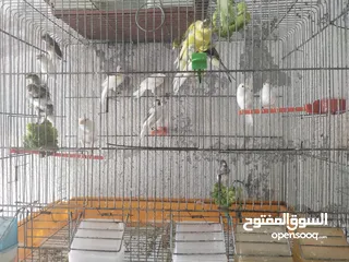  4 الله جبرهم الله يبارك للمشتري