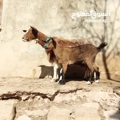  8 عنزتين وتيس البينو اصلي للبيع