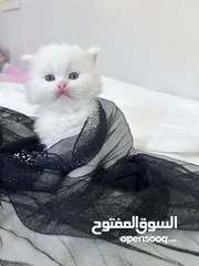  4 قطه + قط 70 قابل