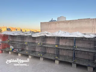  1 اقفاص حمام للبيع استخدام بسيط قياس 70 في 60 وارتفاع 50