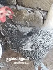  23 دجاجات للبيع