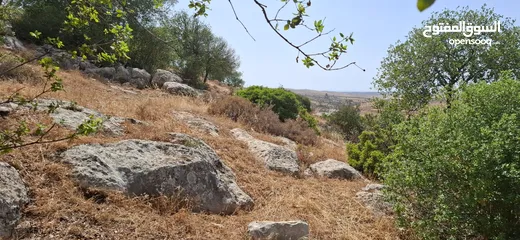 3 أرض طابو مطلة ومشجرة بسعر مغري