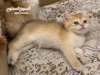  2 سكوتش ستريت جاهزين لبيتهم الجديد ny11
