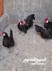  1 دجاج زينه محلق اسود اصلي انشاء الله