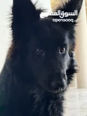  3 Pure breed black male German Shepherd