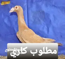  1 مطلوب كاري