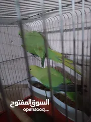  1 مجموعة طيور جواز كلها شغاله أن شاء الله