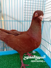  6 متاح فحل قرقاطي وطيره مصريه حمره شغالات