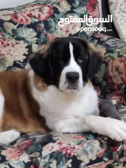  1 St Bernard one year old less than 2 yrs old