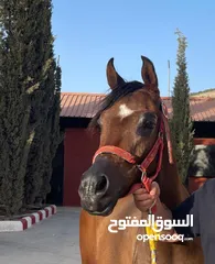  3 مهر اصيل واهو مسجل للبيع