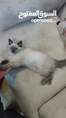  2 هملايا للبيع