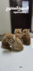  6 Persian Kittens  