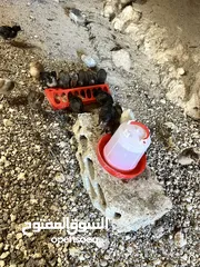  1 صيصان بلدي عمر اسبوعين 20 صوص